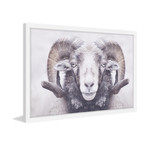 Majestic Curled Horns // Framed Painting Print (18"W x 12"H x 1.5"D)