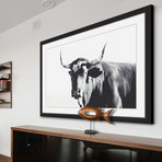 Steer Face // Framed Painting Print (18"W x 12"H x 1.5"D)