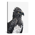 Martial Eagle I (18"W x 26"H x 0.75"D)