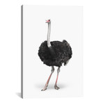 Ostrich I (18"W x 26"H x 0.75"D)