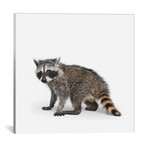 Raccoon Baby (18"W x 18"H x 0.75"D)