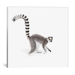 Ring Tailed Lemur I (18"W x 18"H x 0.75"D)