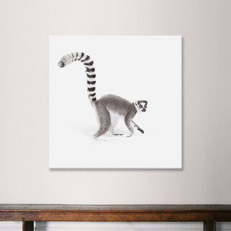 Ring Tailed Lemur I (18"W x 18"H x 0.75"D)