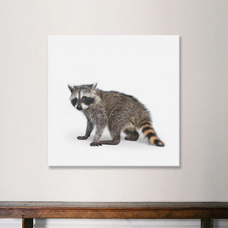 Raccoon Baby (18"W x 18"H x 0.75"D)