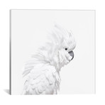 White Cockatoo I (18"W x 18"H x 0.75"D)