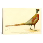 The Mongolian or Ring-Necked Pheasant (26"W x 18"H x .75"D)