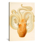 Octopus // Die Cephalopod // 1915 // Plate 76 (18"W x 26"H x .75"D)