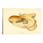 Octopus // Die Cephalopod // 1915 // Plate 75 (26"W x 18"H x .75"D)