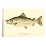 Male Land Locked Salmon (26"W x 18"H x .75"D)