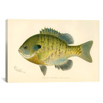 Blue Gill Sun Fish (26"W x 18"H x .75"D)