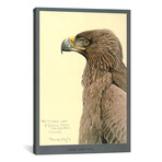 African Tawny Eagle (18"W x 26"H x .75"D)