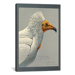 Abyssinian Egyptian Vulture (18"W x 26"H x .75"D)