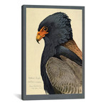Abyssinian Bateleur Eagle (18"W x 26"H x .75"D)