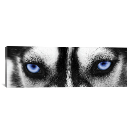 Husky Eyes // PhotoINC Studio (36"W x 12"H x 0.75"D)