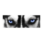 Husky Eyes // PhotoINC Studio (36"W x 12"H x 0.75"D)