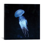 Luminescent Jellyfish