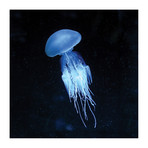 Luminescent Jellyfish