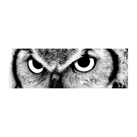 Owl Eyes // PhotoINC Studio (36"W x 12"H x 0.75"D)