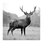 Proud Deer (18"W x 18"H x 0.75"D)