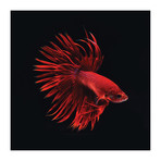 Red Betta Fish (18"W x 18"H x 0.75"D)