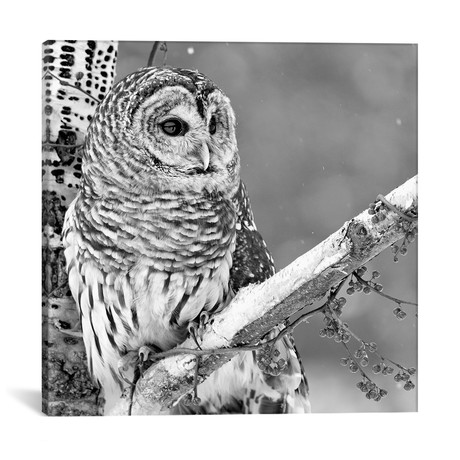 White Owl // Photoinc Studio (18"W x 18"H x 0.75"D)