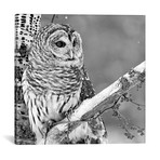 White Owl // Photoinc Studio (12"W x 12"H x 0.75"D)