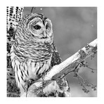 White Owl // Photoinc Studio (12"W x 12"H x 0.75"D)