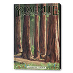Yosemite National Park // Mariposa Grove