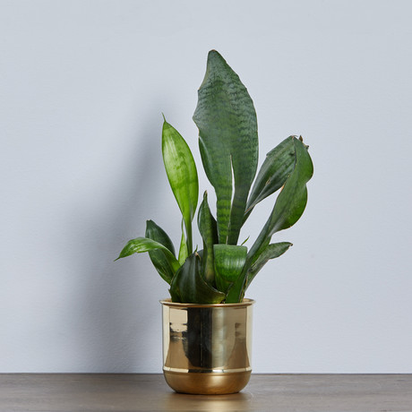 Brass Flowerpot (Small)