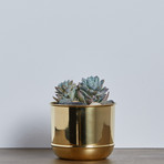 Brass Flowerpot (Small)