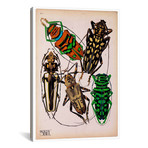 Insects, Plate 14 (26"W x 18"H x 0.75"D)