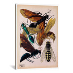 Insects, Plate 15 (26"W x 18"H x 0.75"D)