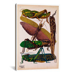 Insects, Plate 16 by E.A. Seguy by Print Collection (18"W x 26"H x 0.75"D)