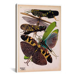 Insects, Plate 2 (26"W x 18"H x 0.75"D)