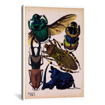 Insects, Plate 7 by E.A. Seguy by Print Collection (18"W x 26"H x 0.75"D)
