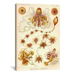 Siphonophorae - Scheiben-Strahlinge - Heliodiscus by Print Collection (18"W x 26"H x 0.75"D)