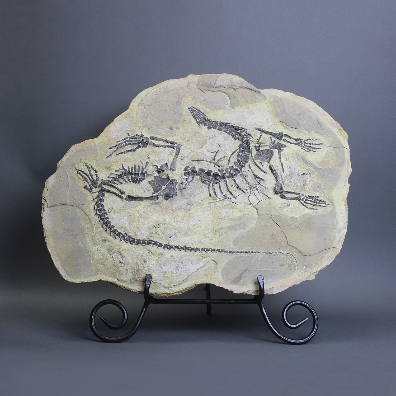 Fossilized Reptile Skeleton // Claudiosaurus - Fossil Realm - Touch of ...