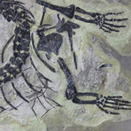 Fossilized Reptile Skeleton // Claudiosaurus