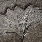 Fossilized Sea Lily