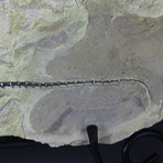 Fossilized Reptile Skeleton // Claudiosaurus