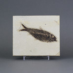 Fossilized Fish