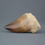 Mosasaur Tooth