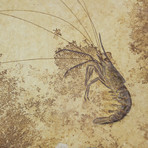 Fossilized Shrimp