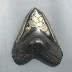 Megalodon Shark Tooth + Pyrite Inlay