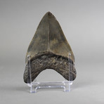 Megalodon Shark Tooth (4.9")