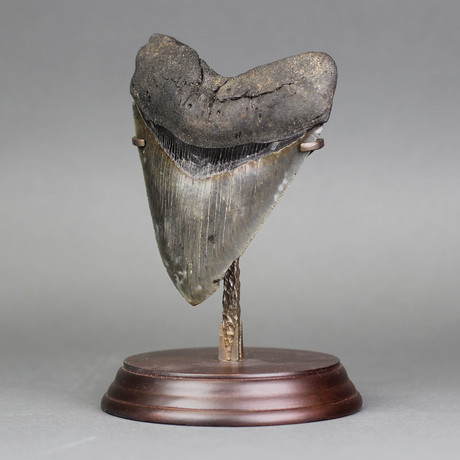 Megalodon Shark Tooth (4.9")