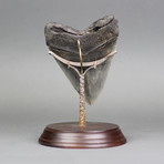 Megalodon Shark Tooth (4.9")