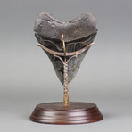 Megalodon Shark Tooth (4.9")