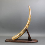 Mammoth Tusk // 24"