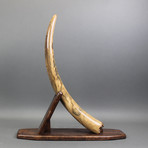 Mammoth Tusk // 24"